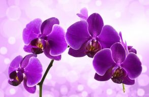 Фреска Ветка фиолетовой орхидеи