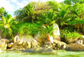 Фотообои Камни и пальмы