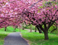Фотообои Цветущая сакура в парке