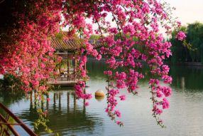 Фотообои Беседка на озере за розовой сакурой