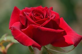 Фотообои красная роза