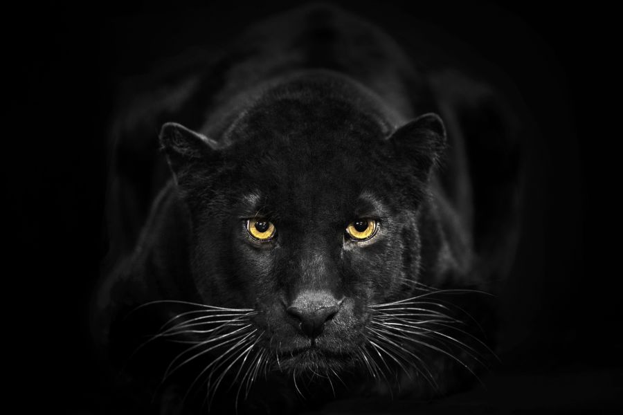 Картина на холсте черная пантера, арт hd0810001