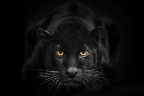 Фотообои черная пантера