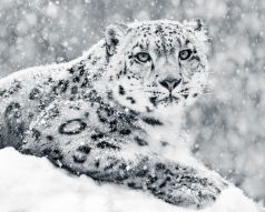 Фотообои Снежный барс черно белый