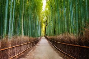 Фотообои Бамбуковый лес