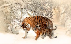 Фреска Тигрица с тигренком