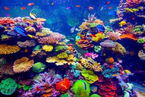 Фотообои подводный мир