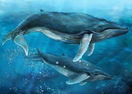 Фотообои Пара китов в океане