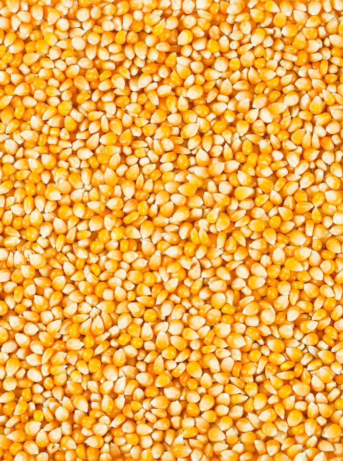 Фотообои Зерна кукурузы