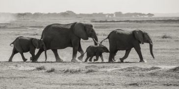 Фотообои Семья слонов