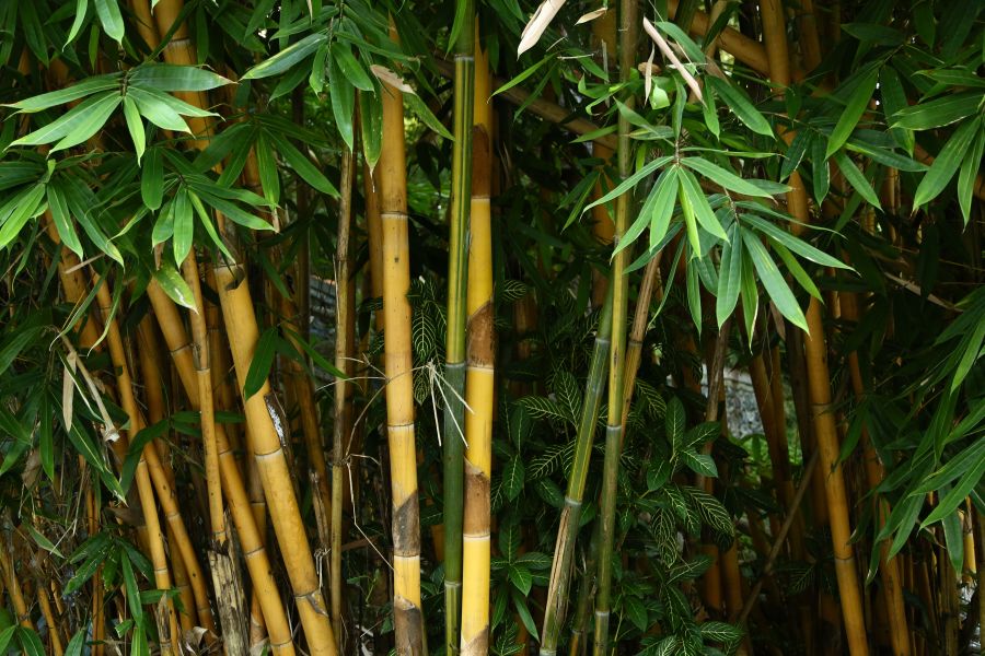 Фотообои Бамбуковые стебли