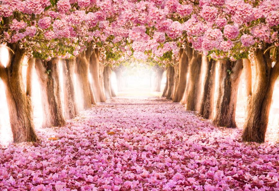 Фотообои цветущая аллея с розовыми лепестками