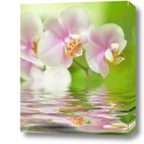 Картина Цветок орхидеи над водой