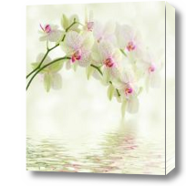 Картина ветка орхидеи