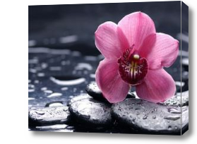Картина орхидея
