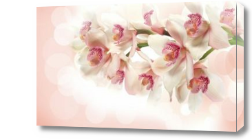 Картина 3D Цветы орхидеи